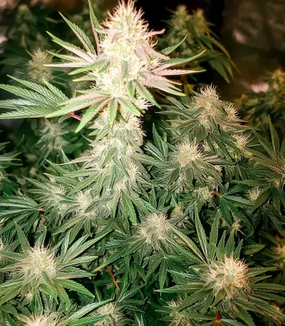 Skunky Monkey Auto (Heavyweight Seeds) Cannabis-Samen