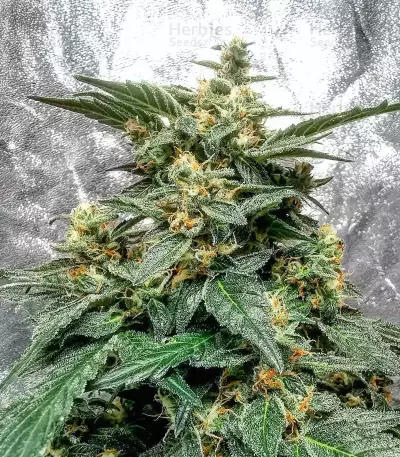 S.O.D.K Auto (Mephisto Genetics) Cannabis-Samen