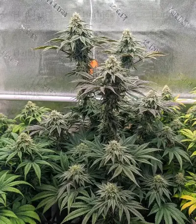 Sorbet Stash (DNA Genetics) Cannabis-Samen