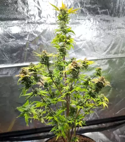 Super Orange Haze Auto feminisierte Samen (Mephisto Genetics)