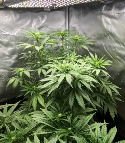 White Widow (RQS) Cannabis-Samen