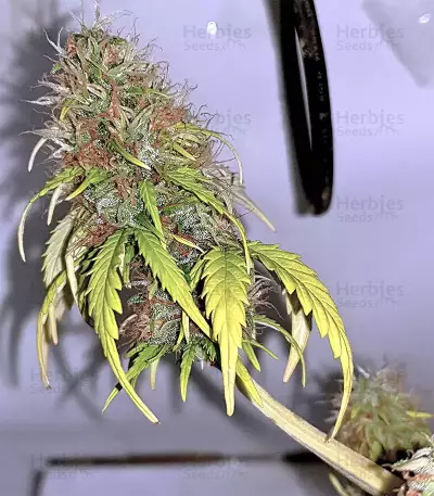 White Widow (Seedstockers) Cannabis-Samen