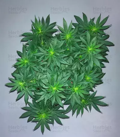 Wombat (BlimBurn Seeds) Cannabis-Samen