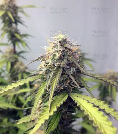XXL Fem Mix feminisiertes Saatgut (Seedstockers)