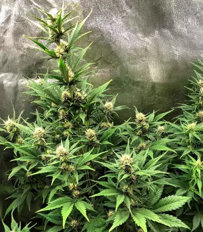 Tropicanna Poison XL Auto feminisierte Samen (Sweet Seeds)