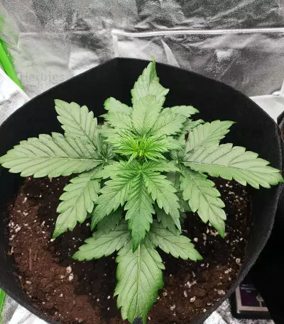 AK420 (Seedstockers) Cannabis-Samen
