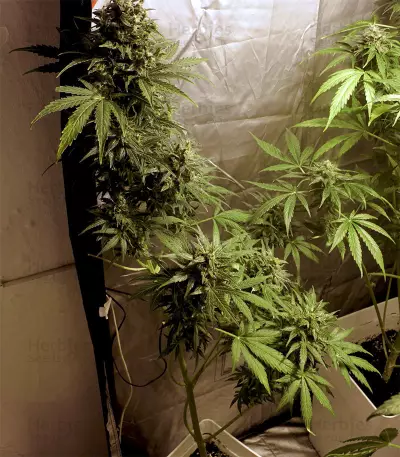 Auto Kaya 47 (Advanced Seeds) Cannabis-Samen