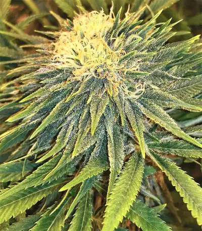 Auto Purple Gorilla (Short Stuff Seeds) Cannabis-Samen