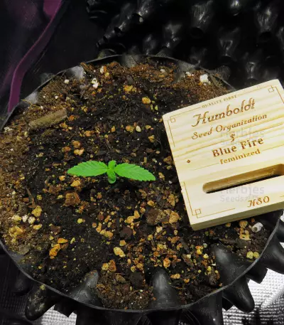 Blue Fire (Humboldt Seeds Organization) Cannabis-Samen