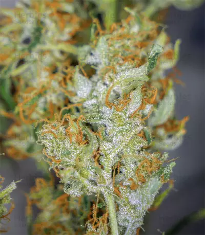 Cherry Bomb Auto (Bomb Seeds) Cannabis-Samen