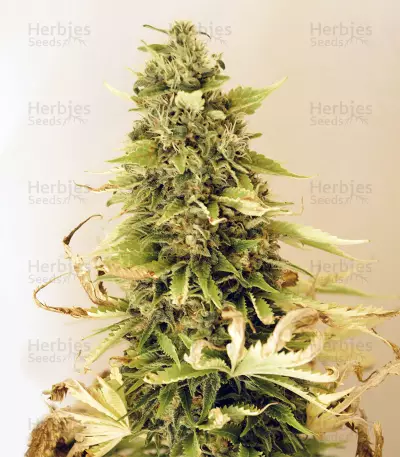 Cluster Bomb (Bomb Seeds)
