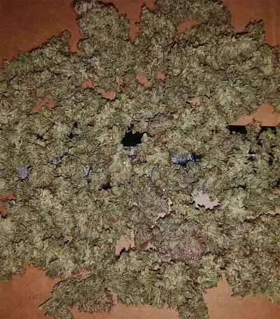 Eleven Roses feminisierte Samen (Delicious Seeds)