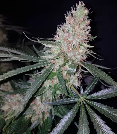 Exodus Kush (DNA Genetics) Cannabis-Samen
