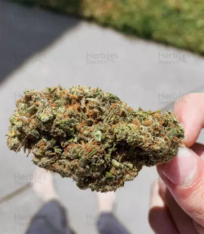 Fruity Pebbles (Tropical Nuggets) (Blackskull Seeds) Cannabis-Samen
