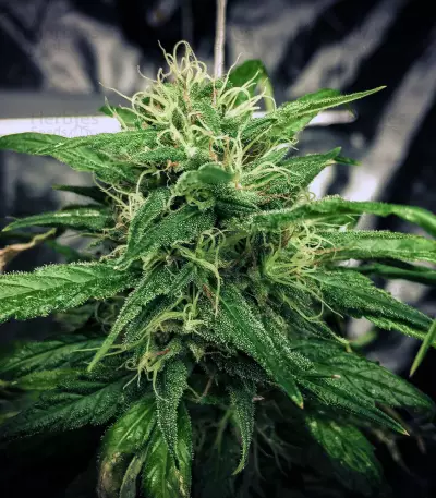 Gorilla Bomb (Bomb Seeds) Cannabis-Samen