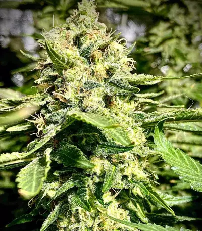 Hindu Kush (Sensi Seeds) Cannabis-Samen