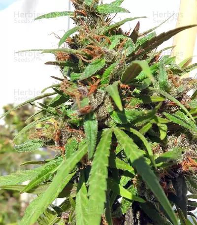 Honduras Regular (Ace Seeds) Cannabis-Samen