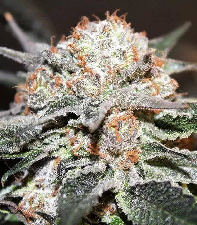 LA Widow (Kera Seeds) Cannabis-Samen