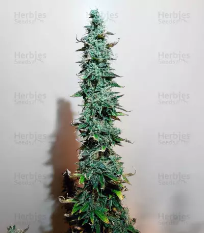 LSD Auto (Barney's Farm) Cannabis-Samen