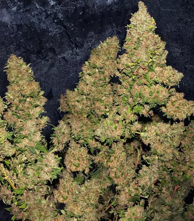 M.O.B. (T.H. Seeds) Cannabis-Samen