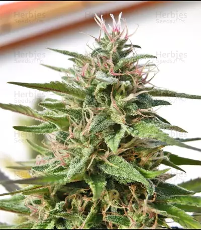 Malawi Breeders Pack regular (Ace Seeds) Cannabis-Samen