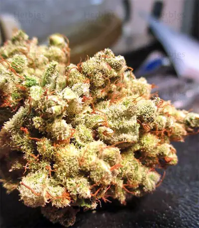 Malawi x PCK (Ace Seeds) Cannabis-Samen