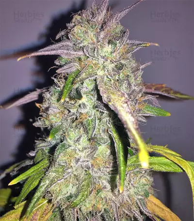 Mangobiche Kush Regular (CannaBioGen) Cannabis-Samen