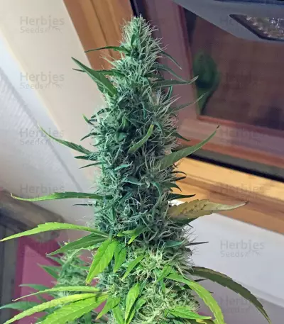Master Kush (White Label) Cannabis-Samen