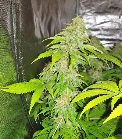 Sherbet (Seedstockers) Cannabis-Samen