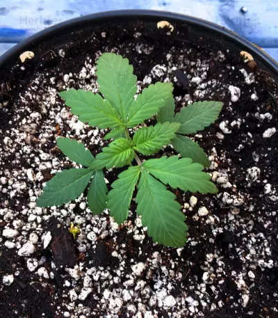 Skywalka Ghost Kush (Big Head Seeds) Cannabis-Samen