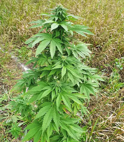 Super Skunk Autoflower (Seedstockers) Cannabis-Samen