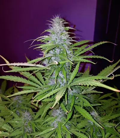 Sweet Cheese XL Auto (Sweet Seeds) Cannabis-Samen