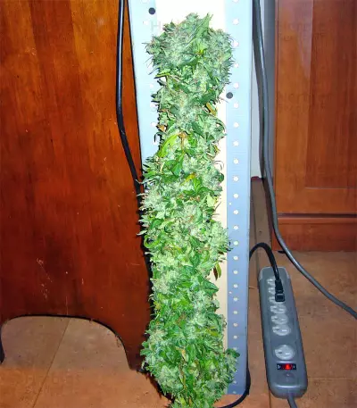 Thai Chi (Ace Seeds) Cannabis-Samen