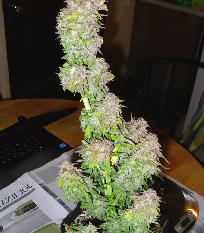 Toof Decay Auto (Mephisto Genetics) Cannabis-Samen