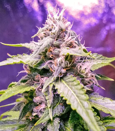 Triangle Kush Auto (Mephisto Genetics) Cannabis-Samen