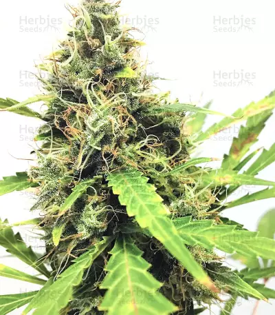 White Widow Auto strain