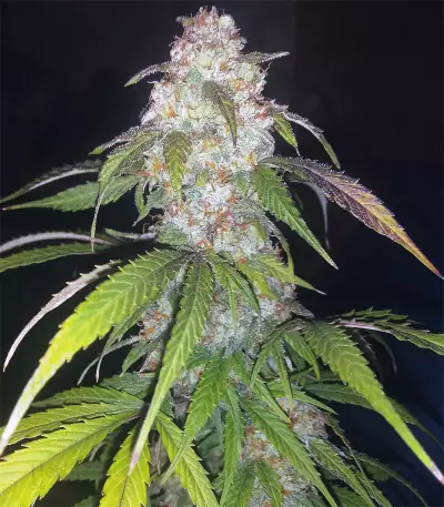 Wild Thailand (World of Seeds) Cannabis-Samen