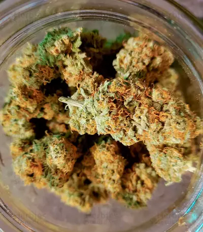 Extreme Impact Auto (Heavyweight Seeds) Cannabis-Samen