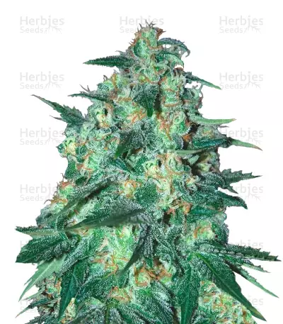 Jekyll Passion (Samsara Seeds) Cannabis-Samen