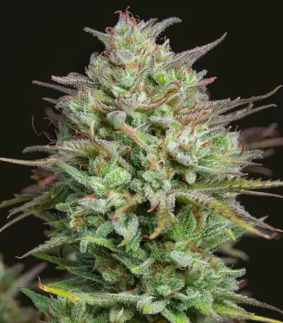 Kosher Cake Auto feminisierte Samen (Fast Buds)