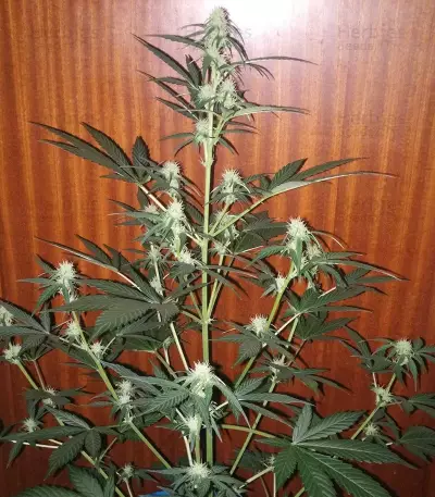 La Diva Auto (Delicious Seeds) Cannabis-Samen