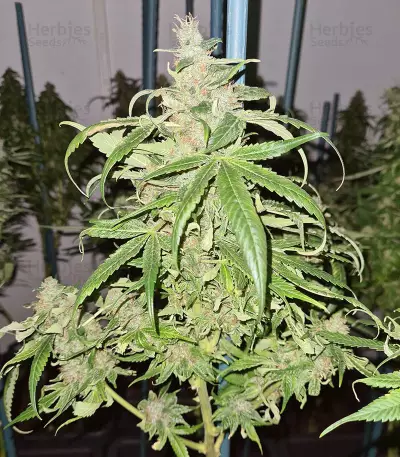Mango Crunch regular (RQS) Cannabis-Samen