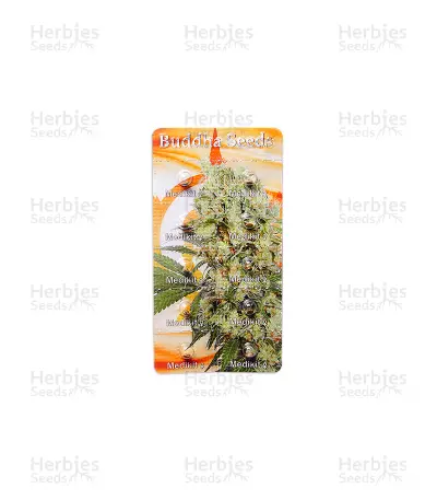 Buddha Medikit CBD (Buddha Seeds) Cannabis-Samen