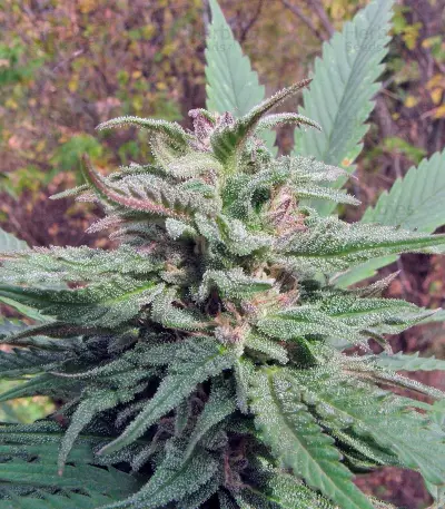 Opium (Paradise Seeds) Cannabis-Samen