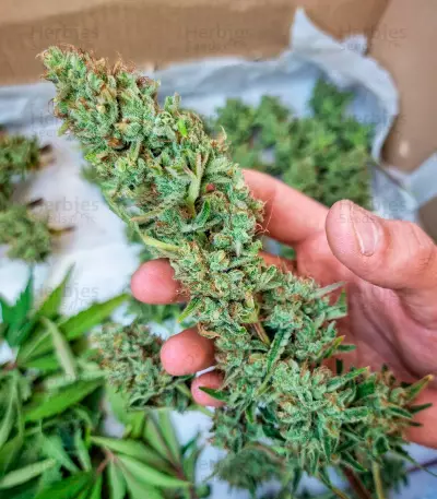 Orange Apricot Glue XL Auto feminisierte Samen (Sweet Seeds)