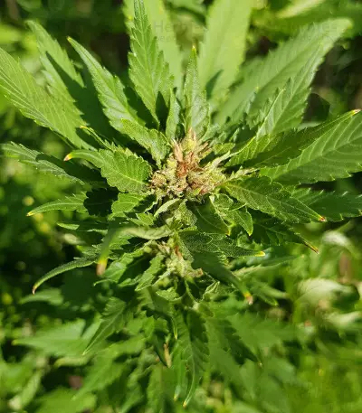 Pumpkin Kush regular (RQS) Cannabis-Samen