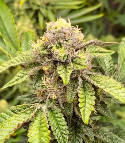 Sticky Sherbert GG feminisierte Samen (Seedkeepers)