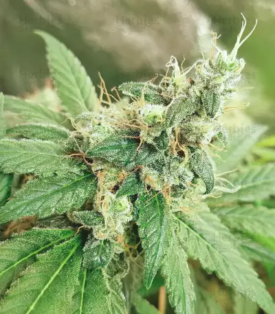 Banana Diesel (Holy Smoke Seeds) Cannabis-Samen