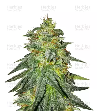 Bruce Banner #3 feminisierte Samen (Original Sensible Seeds)