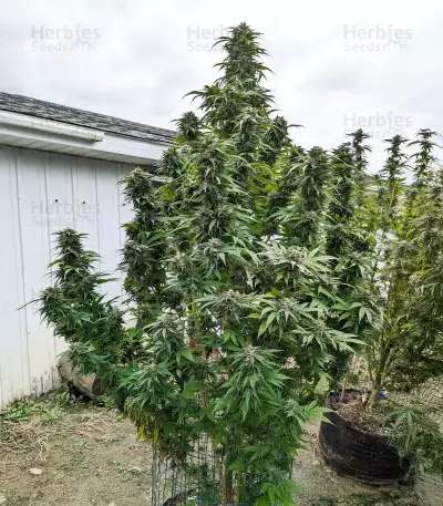 Cherry Gar-see-yaa feminisierte Samen (Ethos Genetics)